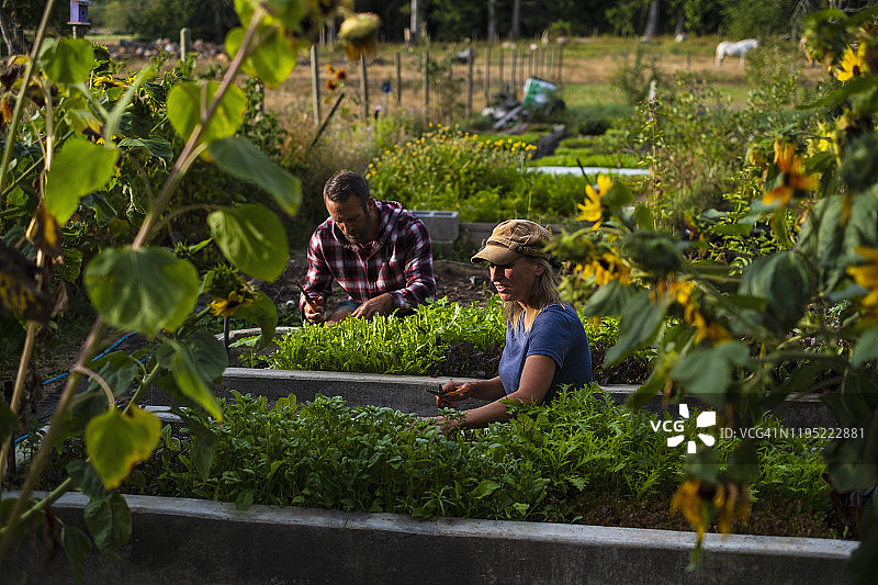 农民料理菜园图片素材