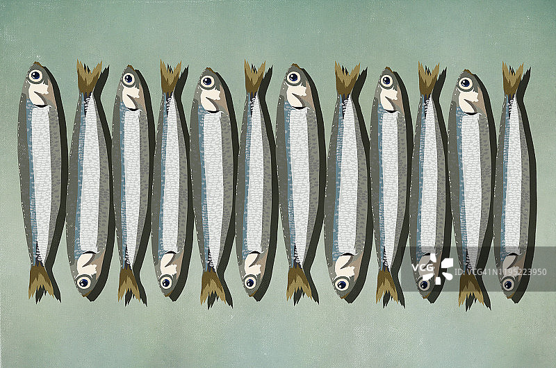 一排沙丁鱼图片素材