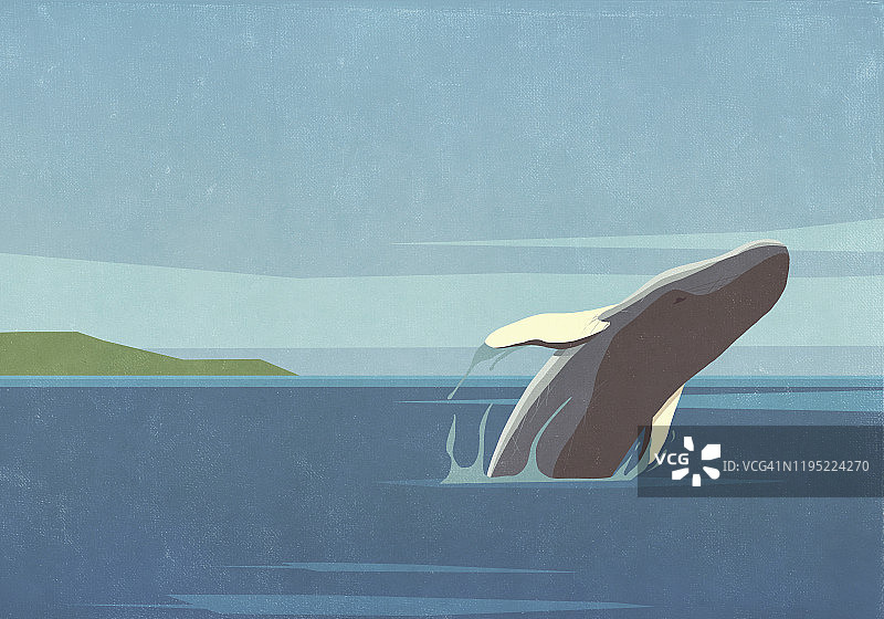 跃出海面的鲸鱼图片素材