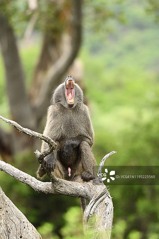 张着嘴的野生雄性狒狒图片素材
