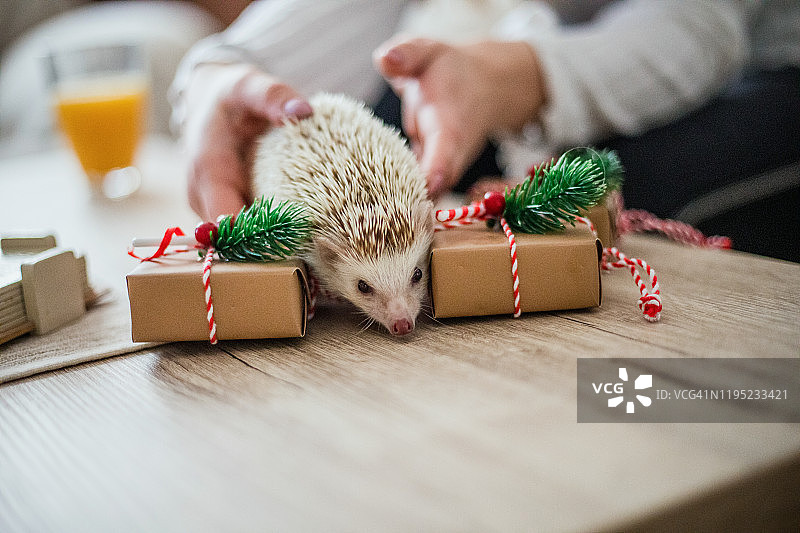新年狂欢中的非洲刺猬图片素材