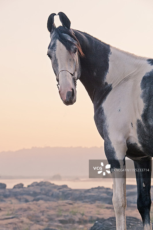 在清晨的河流中摆姿势的花马驹。古吉拉特邦。印度图片素材