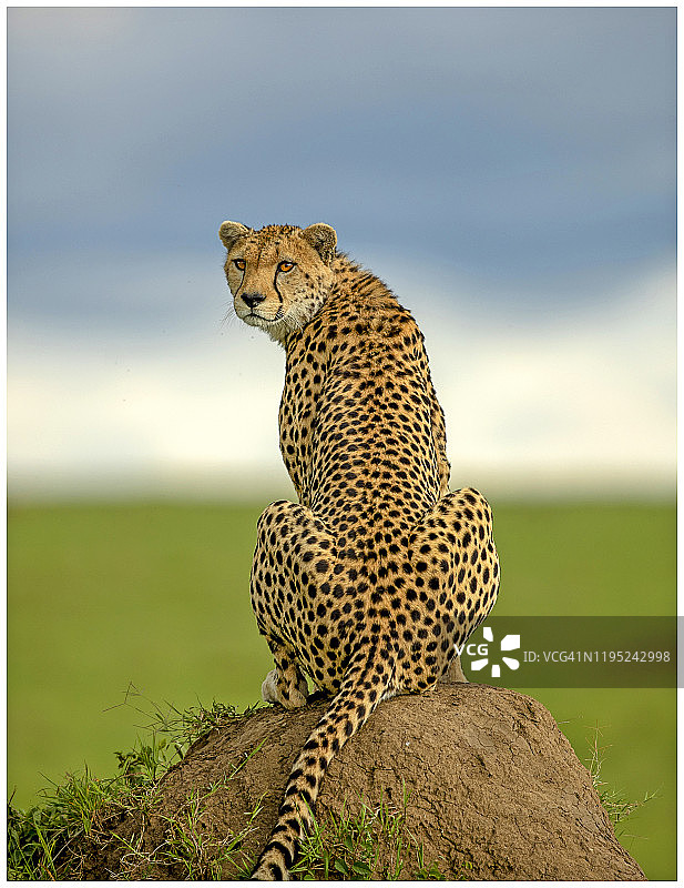 猎豹栖息在马赛马拉的土堆上图片素材