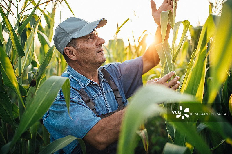 正在检查玉米的年长农民图片素材