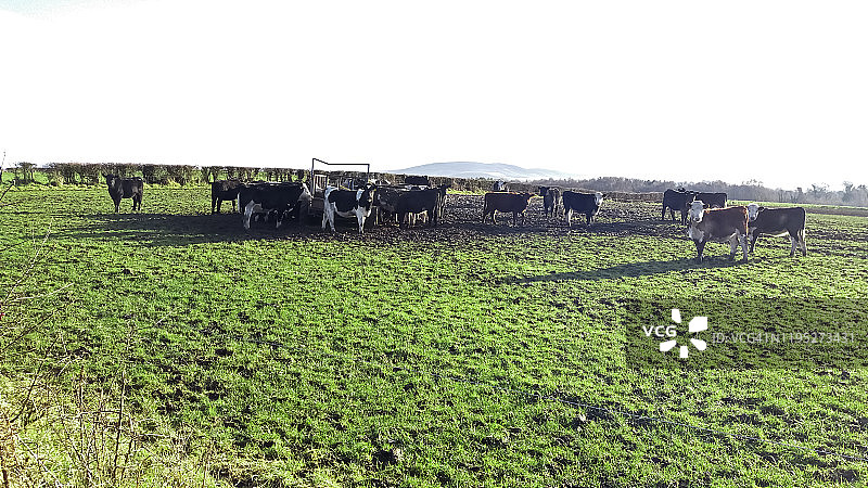 冬季食用青贮饲料的牛群图片素材