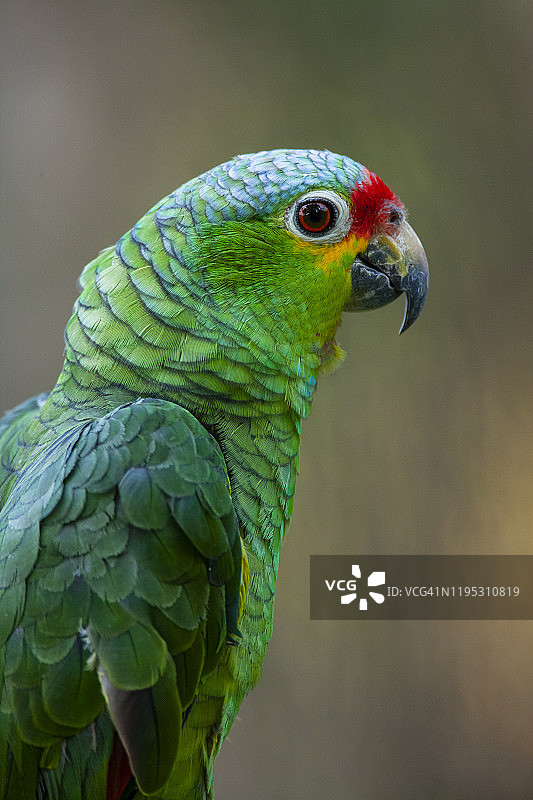 热带鸟类图片素材