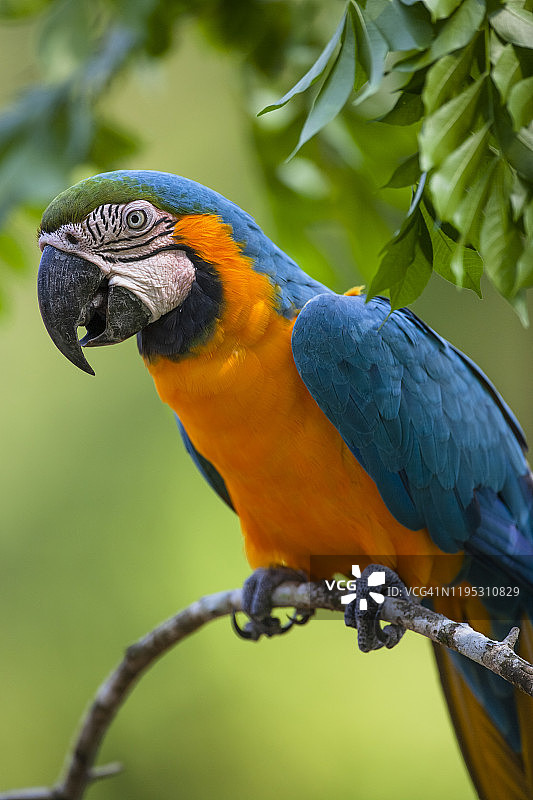 热带鸟类图片素材