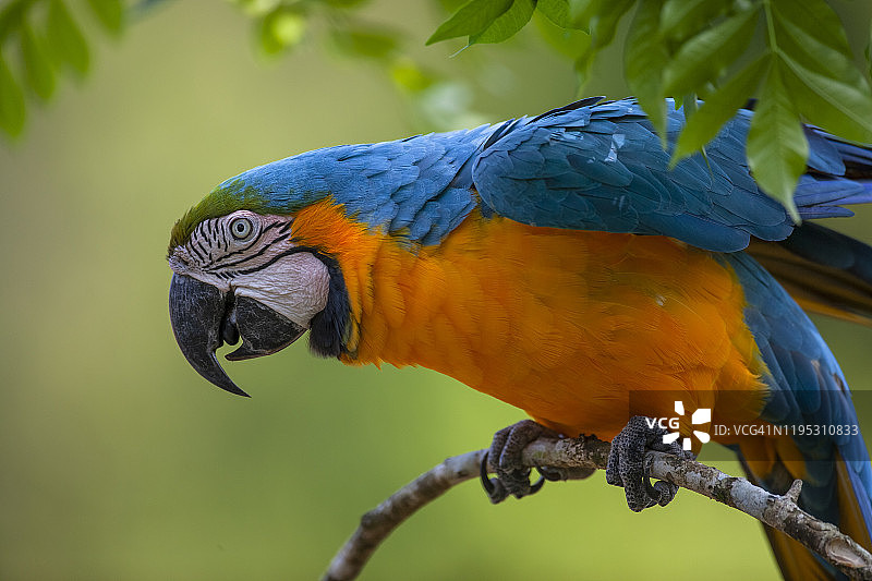 热带鸟类图片素材