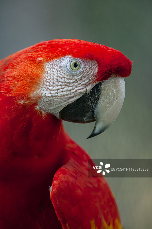 热带鸟类图片素材