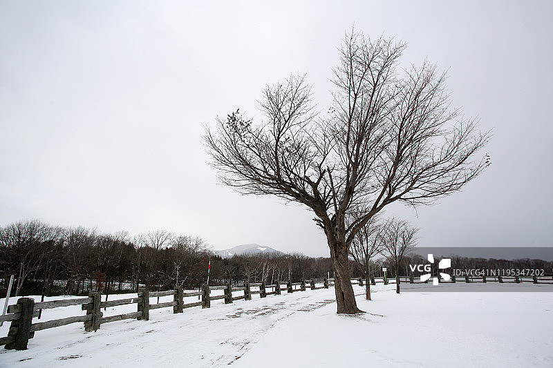 札幌羊之丘展望台的雪地和树木图片素材