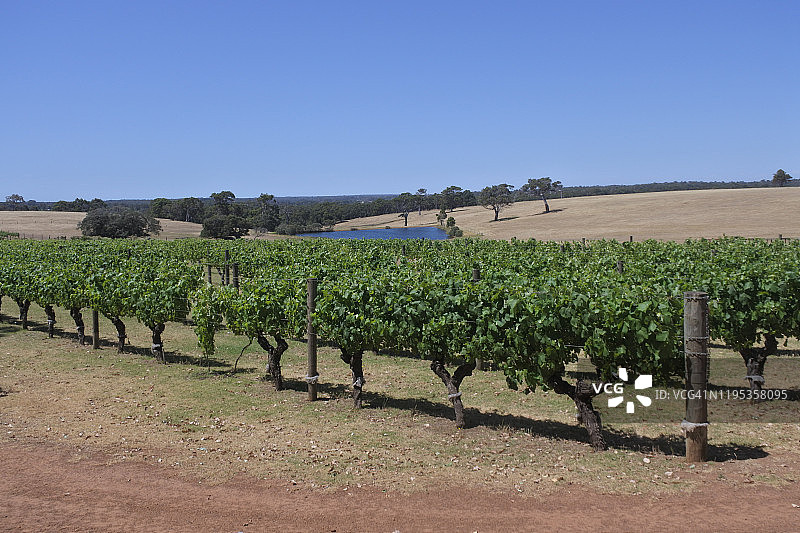 澳大利亚西澳大利亚玛格丽特河葡萄酒产区的葡萄园图片素材