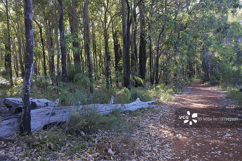 树林中的空旷小路图片素材