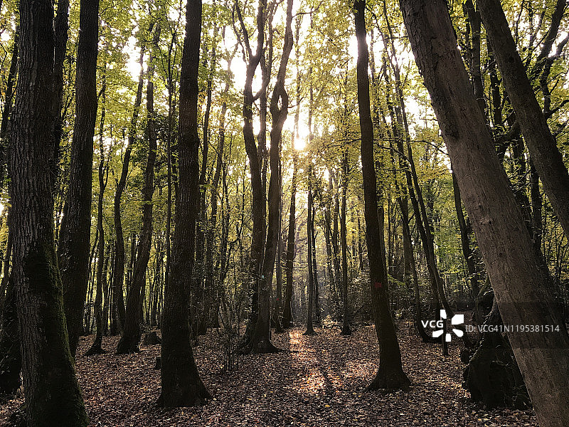 秋季树干图片素材