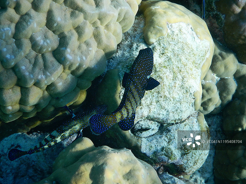 两条 Argus 石斑鱼，马尔代夫菲哈后岛图片素材