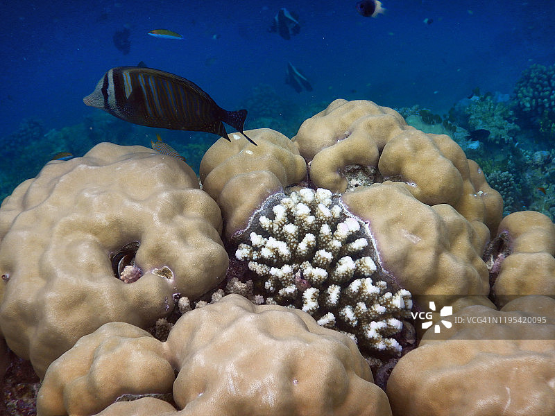 丝鳍吊（粗鳍鱼科），马尔代夫菲哈后岛图片素材