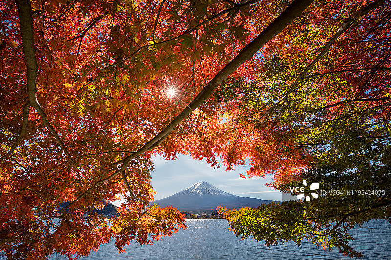 被红枫树覆盖的富士山图片素材