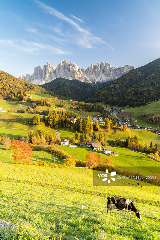 意大利多洛米蒂山富内斯，背景是奥德勒峰的秋日牛群图片素材