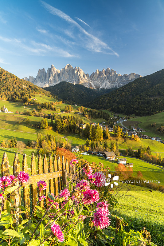 意大利南蒂罗尔 Funes 山谷的 Odle 山峰和鲜花图片素材