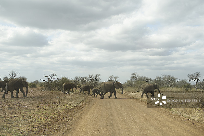 南非克鲁格国家公园里过路的象群图片素材