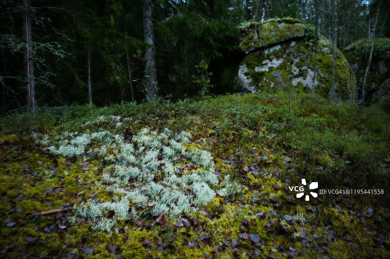 前景为白色苔藓，背景为黑色冷杉林的林地图片素材