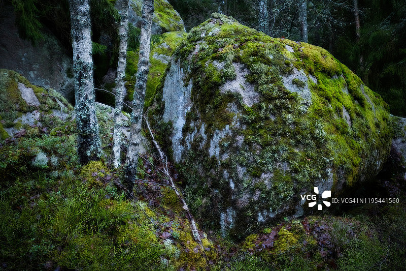 冬季昏暗光线下长满苔藓悬崖和白桦树的森林图片素材