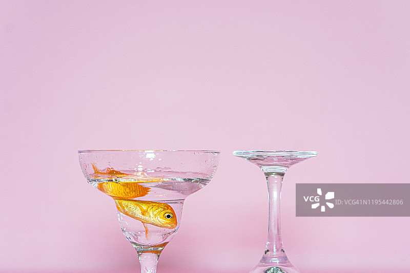 在香槟杯中游动的金鱼图片素材