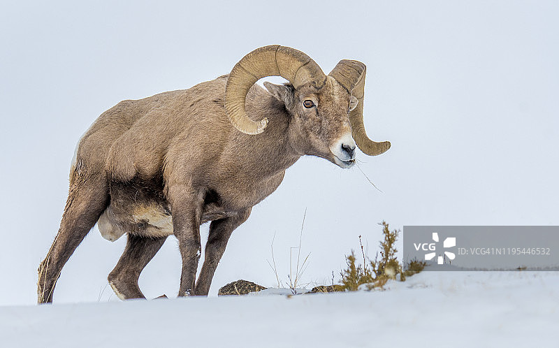 冬季黄石公园的大角羊图片素材