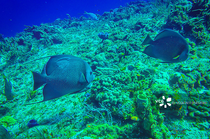 科苏梅尔岛的天使鱼图片素材