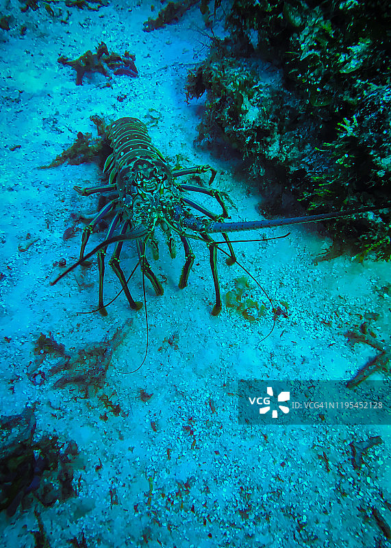 科苏梅尔的龙虾图片素材