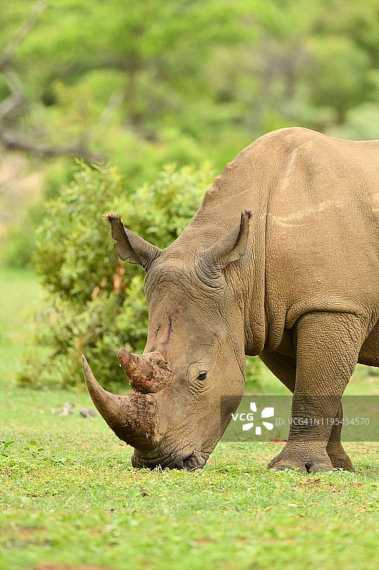 在南非吃草的白色犀牛图片素材
