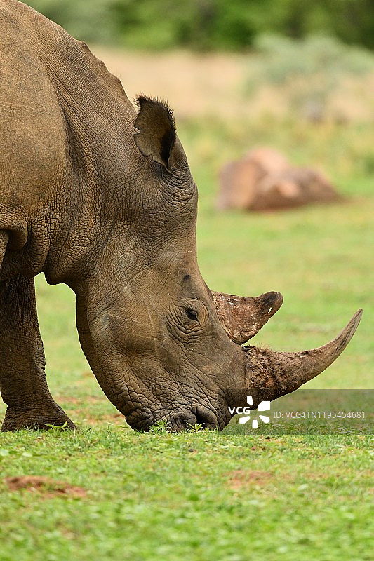 南非的野生犀牛独自吃草图片素材