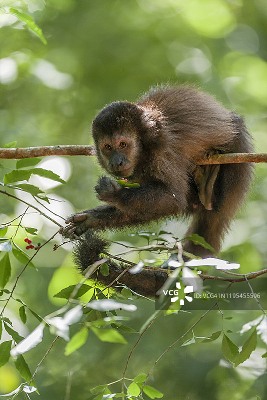 簇绒卷尾猴图片素材