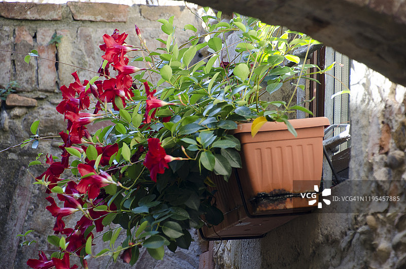 意大利中世纪安吉亚里花卉装饰图片素材