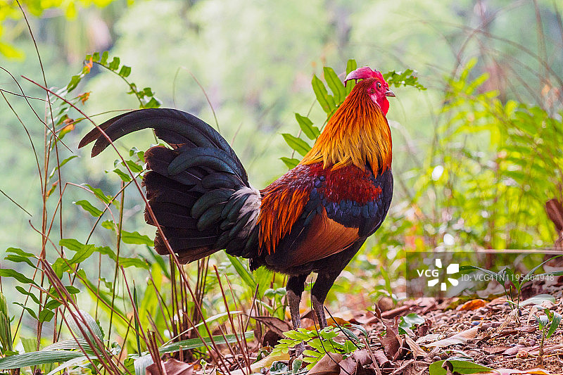 红原鸡（新加坡）图片素材