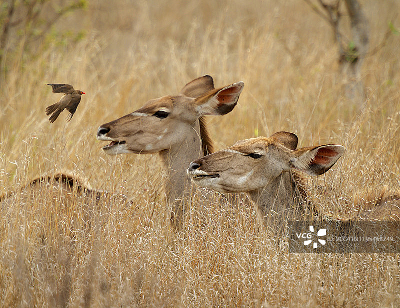 母非洲小羚羊，南非克鲁格国家公园图片素材