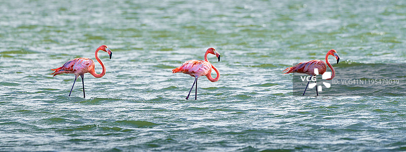 库拉索岛上的美洲红鹳图片素材