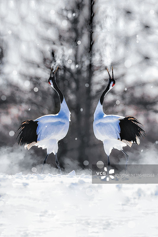 冬季北海道钏路鹤居伊藤丹顶雪山上的日本丹顶鹤图片素材
