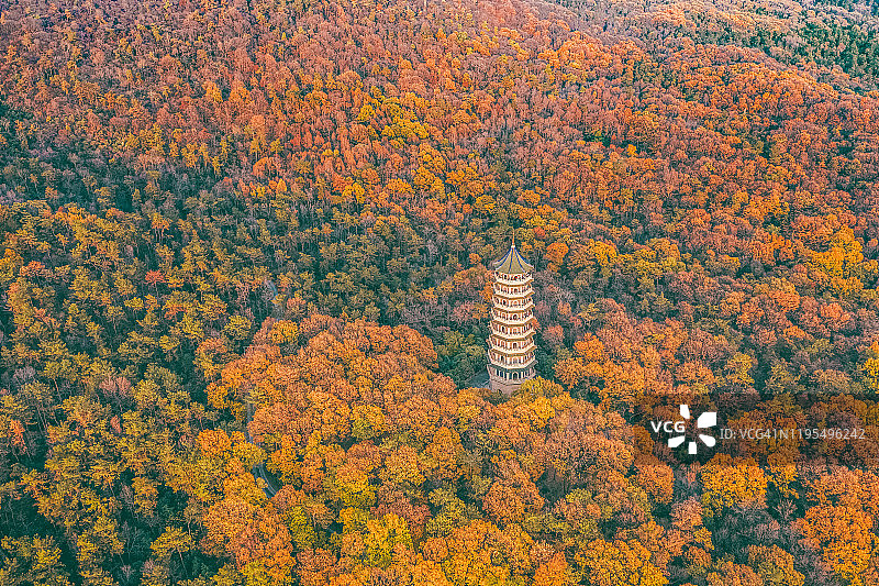 灵谷塔树叶图片素材