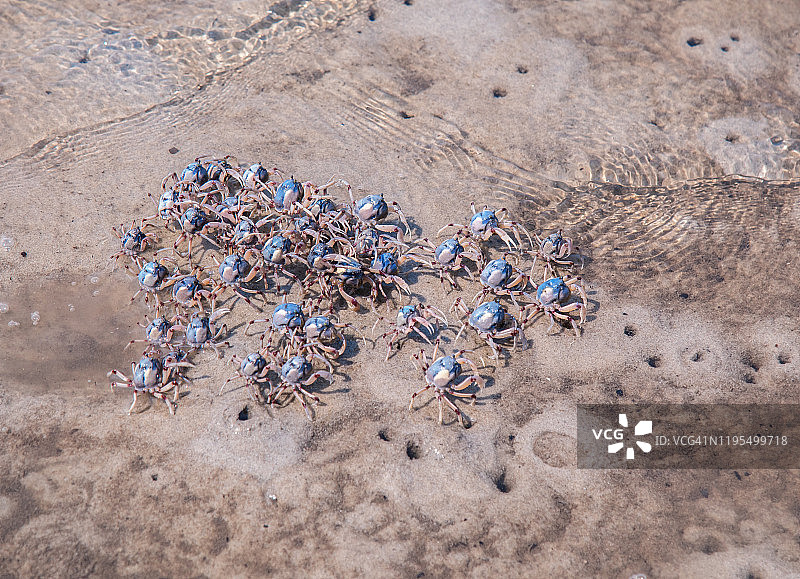 海滩上的蓝色士兵蟹图片素材