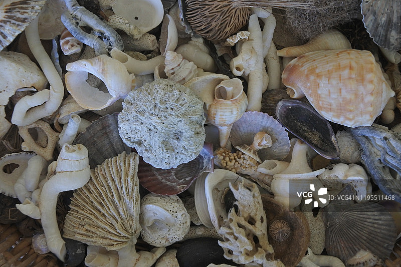 贝壳收藏背景图片素材