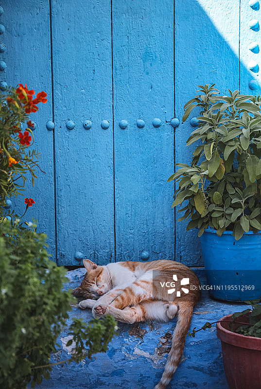 猫咪在摩洛哥舍夫沙万蓝色老城门旁休息图片素材