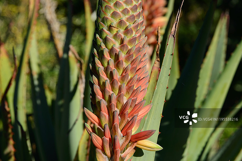 好望角芦荟图片素材