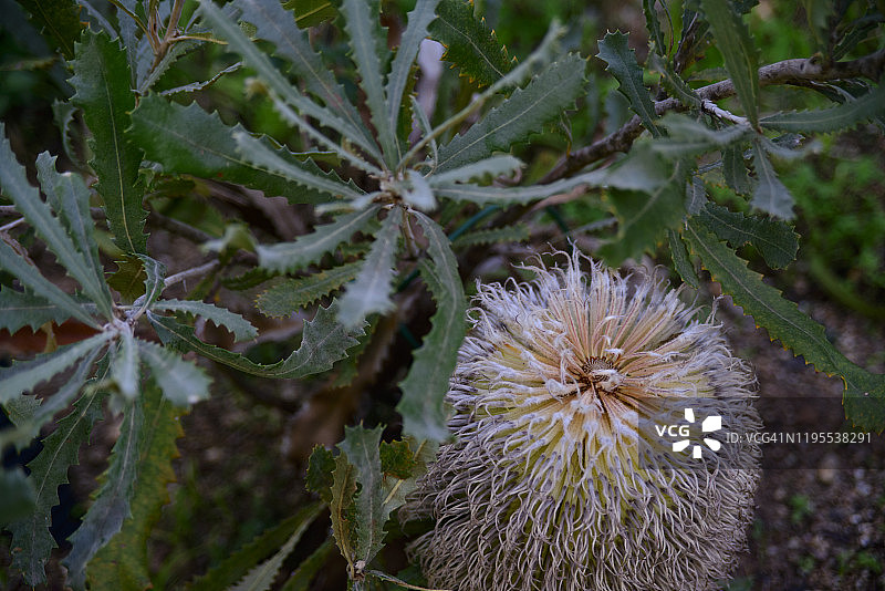 毛 Banksia (Banksia baueri) 是 Banksia 植物属中的一种灌木图片素材