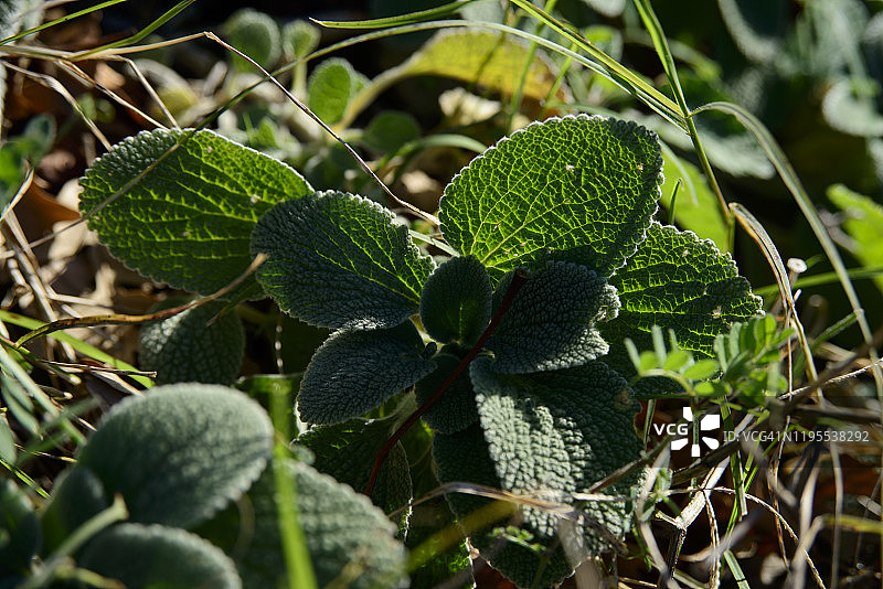 欧夏至草图片素材
