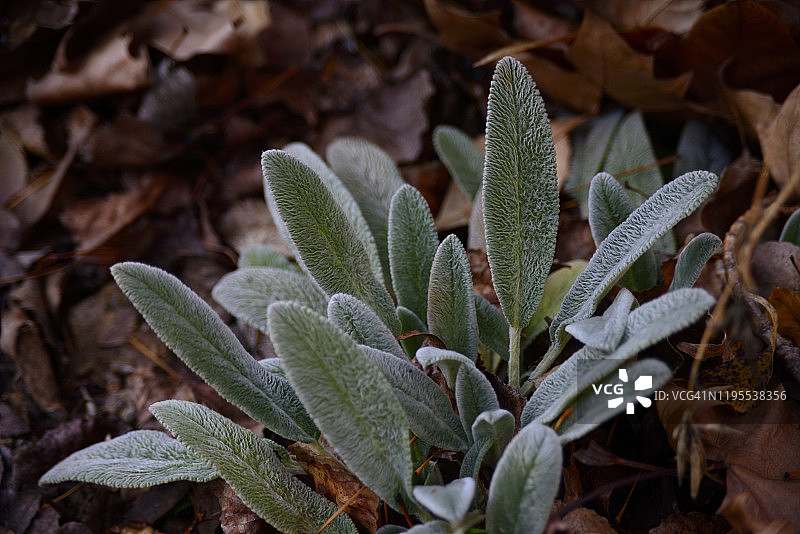 银叶草图片素材