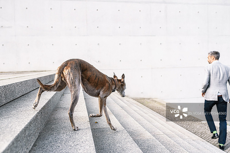 灰狗在商人身后下楼图片素材