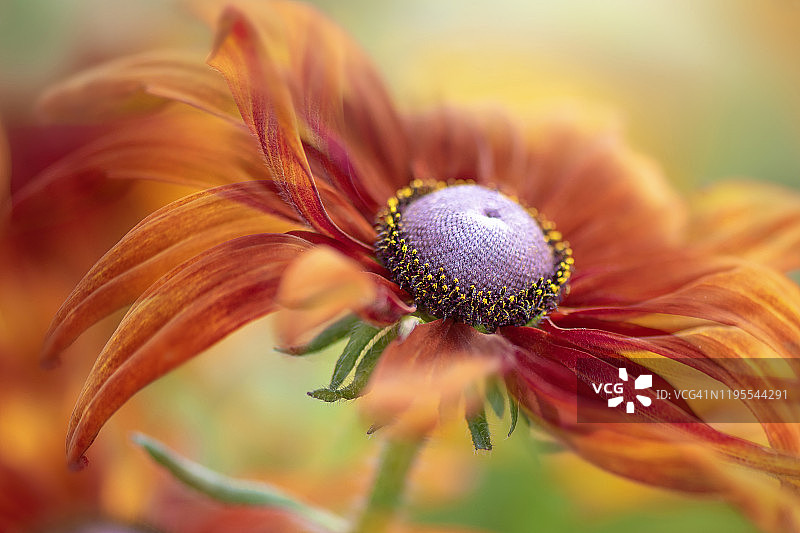 夏季盛开的多年生花卉鲁道贝克 Cherokee Sunset "青铜锥花"特写图片素材