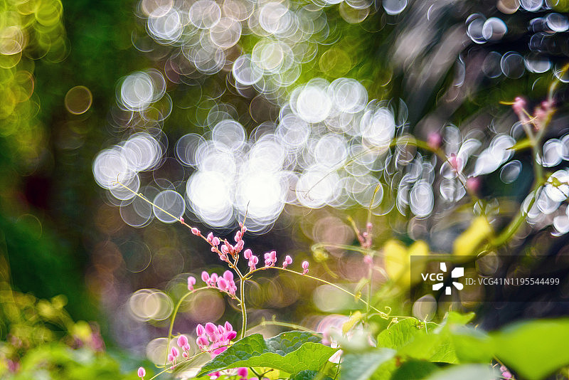 迈耶光学散景图片素材