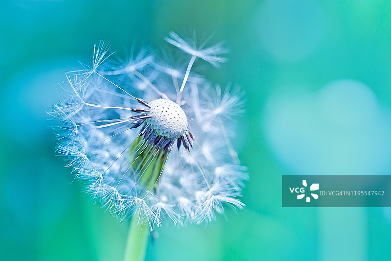 美丽的白色蒲公英，水色背景上的种子图片素材