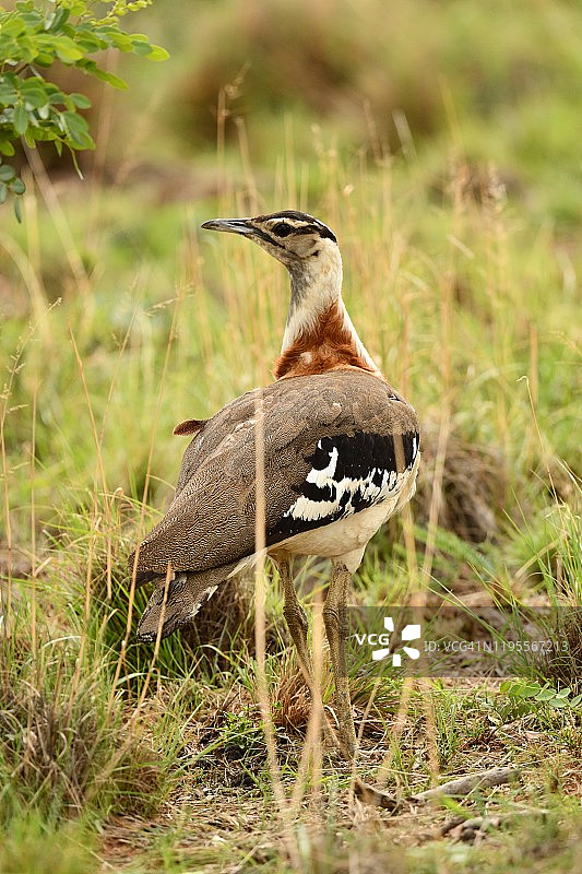 南非的野生鸨图片素材